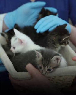 В Москве родились котята, созданные с помощью ЭКО-технологий